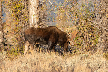 Bull Moose During the Fall Rut in Wyoming