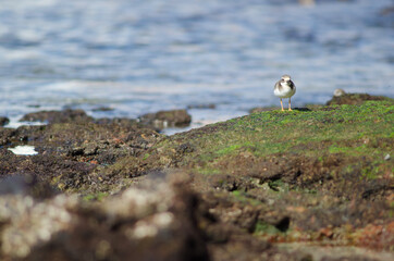 Common ringed plover Charadrius hiaticula in Arinaga. Aguimes. Gran Canaria. Canary Islands. Spain.