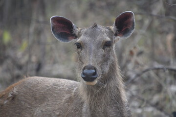 Panna National Park, Khajuraho, Waranasi © Kryspin