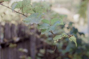 Vine from a home vineyard.