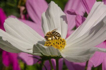 Eine Wespe  auf einer weißen Sommerblume