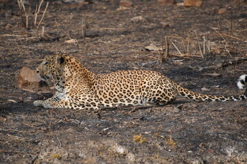 Panna National Park, Khajuraho, Waranasi