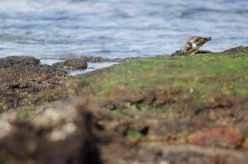 Ruddy turnstone Arenaria interpres searching for food. Arinaga. Aguimes. Gran Canaria. Canary Islands. Spain.