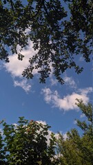 sky and trees