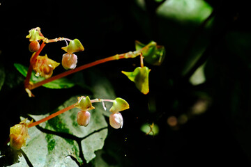 Beautiful Begonia siamensis Gagnep (Begoniaceae) with blurred natural and black shadow background.