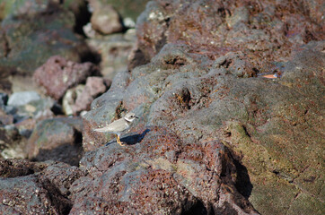 Common ringed plover Charadrius hiaticula in Arinaga. Aguimes. Gran Canaria. Canary Islands. Spain.