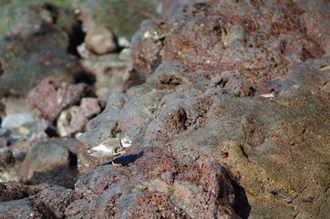 Common ringed plover Charadrius hiaticula scratching. Arinaga. Aguimes. Gran Canaria. Canary Islands. Spain.