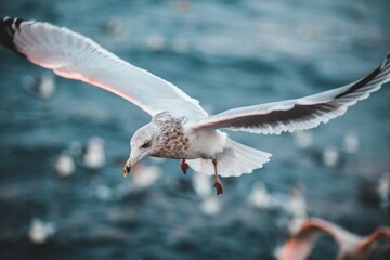 seagull in flight