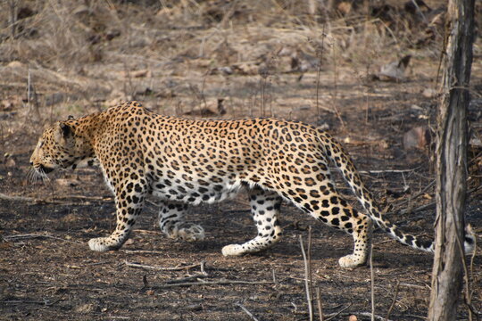 Panna National Park, Khajuraho, Waranasi