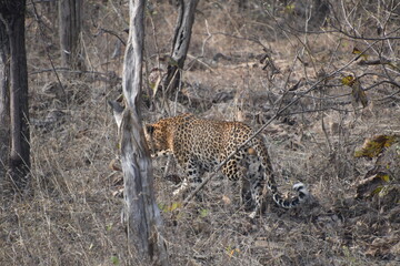 Panna National Park, Khajuraho, Waranasi