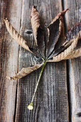 Dry brown chestnut leaf on a wooden background 