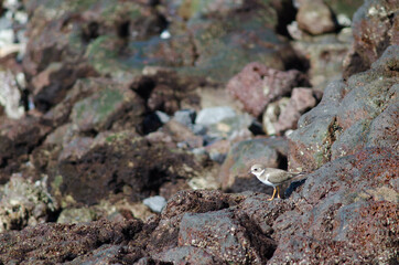 Common ringed plover Charadrius hiaticula in Arinaga. Aguimes. Gran Canaria. Canary Islands. Spain.