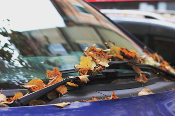 Yellow autumn leaves on the car windshield. Soft focus