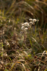 Flower and grass in the field. Wild, dry herbs. Dry grass with beautiful blur.