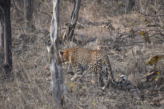 Panna National Park, Khajuraho, Waranasi