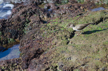 Common sandpiper Actitis hypoleucos in Arinaga. Aguimes. Gran Canaria. Canary Islands. Spain.