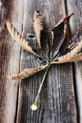Dry brown chestnut leaf on a wooden background 