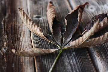 Dry brown chestnut leaf on a wooden background 