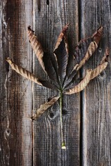 Dry brown chestnut leaf on a wooden background 
