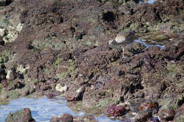 Whimbrel Numenius phaeopus searching for preys. Arinaga. Aguimes. Gran Canaria. Canary Islands. Spain.