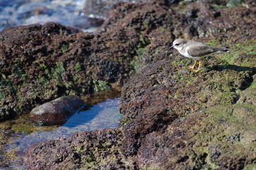 Common ringed plover Charadrius hiaticula in Arinaga. Aguimes. Gran Canaria. Canary Islands. Spain.