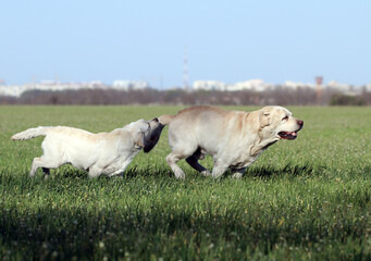 two yellow labrador in the park