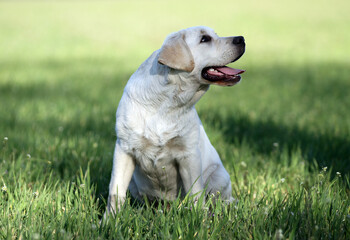 the nice yellow labrador in the park