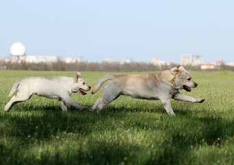 two nice yellow labrador in the park
