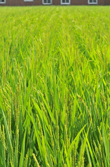 稲穂／水田（Agriculture、field、rice、grass）