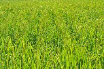 稲穂／水田（Agriculture、field、rice、grass）