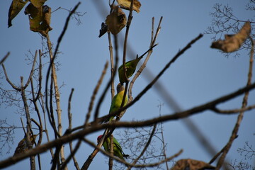Panna National Park