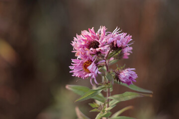 Flower and grass in the field. Wild, dry herbs. Dry grass with beautiful blur.