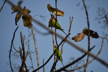 Panna National Park