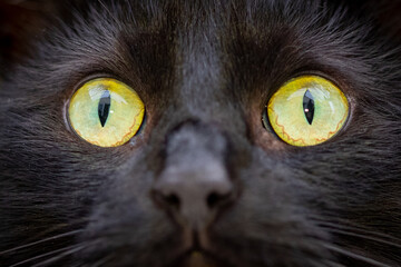 cats eyes