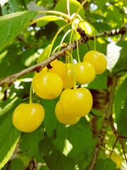 cherries on the tree