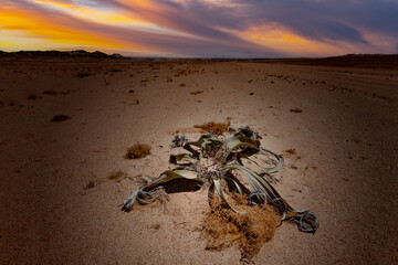 landcape with awesome sunset sky over Namib Desert in Namibia, southern Africa