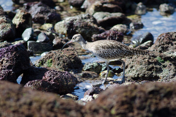 Whimbrel Numenius phaeopus in Arinaga. Aguimes. Gran Canaria. Canary Islands. Spain.