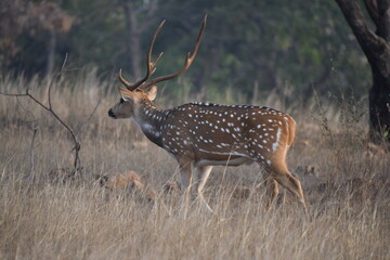 Panna National Park