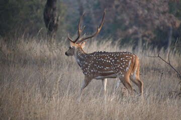 Panna National Park