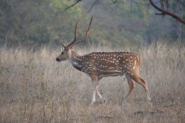 Panna National Park