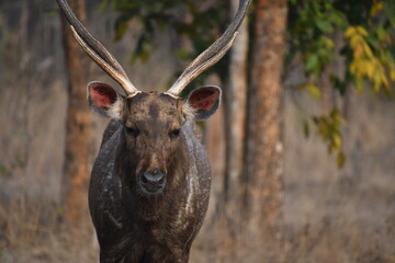 Panna National Park