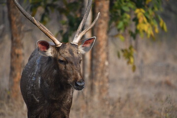 Panna National Park