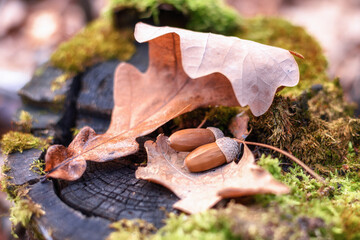 Acorns and oak leaves lie on a stump, close-up, in a natural environment