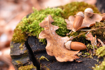 Acorns and oak leaves lie on a stump, close-up, in a natural environment