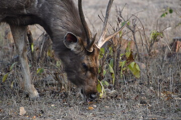 Panna National Park