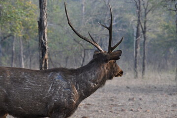 Panna National Park