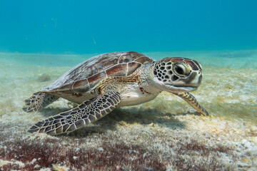 Fototapeta premium Turtle