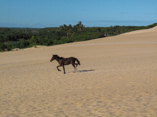 horse in the sand