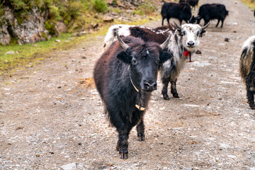 Young yaks grazing in a field in the highlands in Tibet