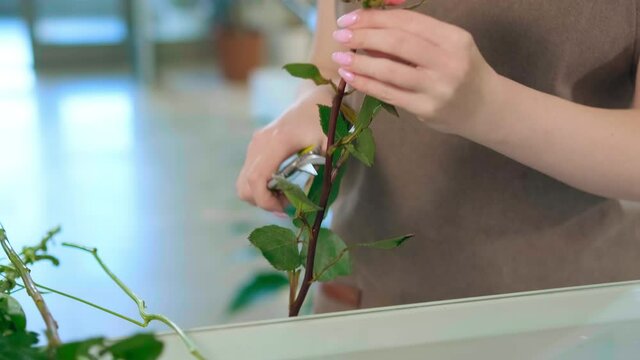 Florist hands with tender manicure hold long fresh rose stems and cut leaves with special shears extreme closeup slow motion